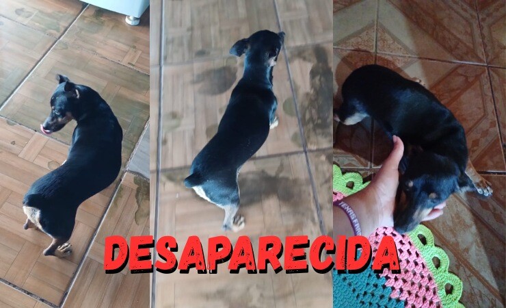 🐾 Cachorrinha desaparecida – ajude a encontrar a Jujuba