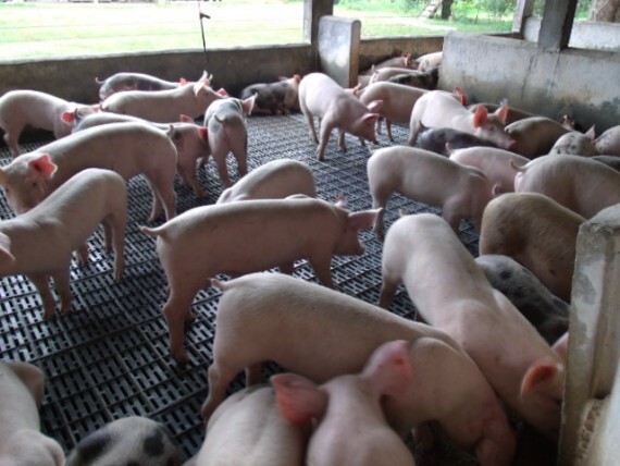 Rondônia viabiliza produção de suínos com foco em mercado e exportação