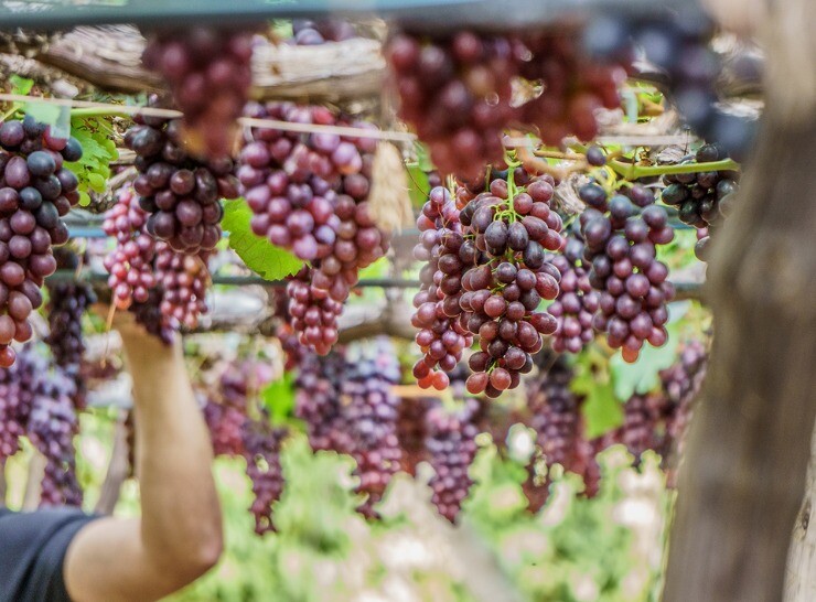 olo mais saudável, uvas mais produtivas no semiárido nordestino