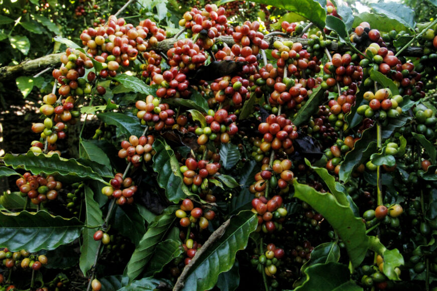 Dia Mundial do Café: Regiões de Rondônia ganham vitrine exclusiva em ...